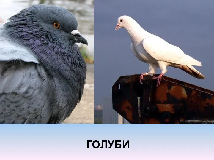 ГОЛУБИ