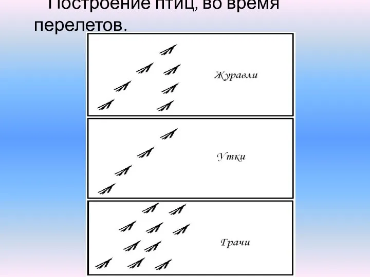 Построение птиц, во время перелетов.