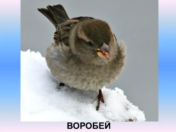 ВОРОБЕЙ