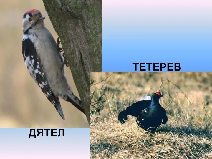 ДЯТЕЛ ТЕТЕРЕВ