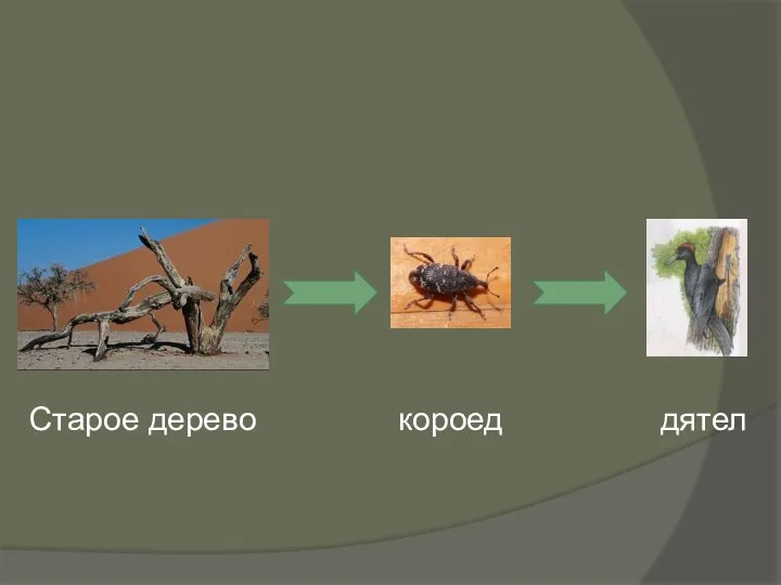 Старое дерево короед дятел