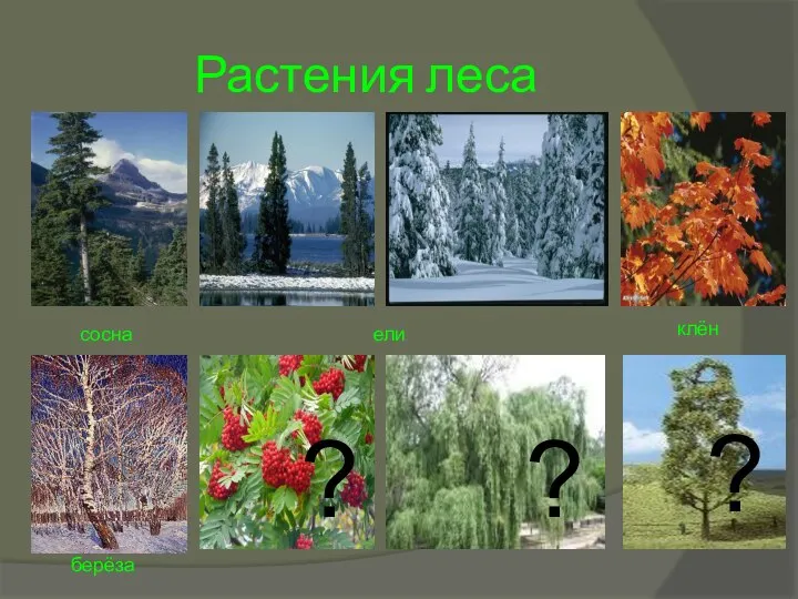 Растения леса сосна ели клён берёза ? ? ?