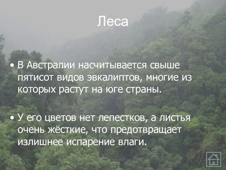 Леса В Австралии насчитывается свыше пятисот видов эвкалиптов, многие из которых