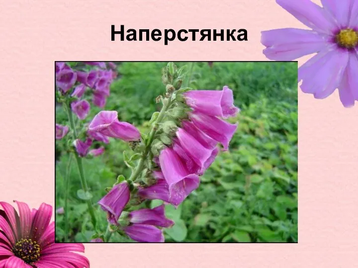 Наперстянка