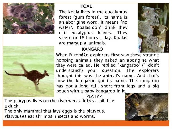 KOALA The koala lives in the eucalyptus forest (gum forest). Its