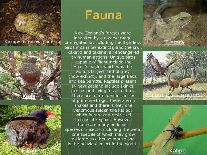 New Zealand's forests were inhabited by a diverse range of megafauna,