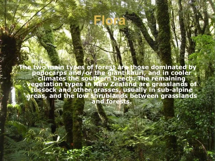 Flora The two main types of forest are those dominated by