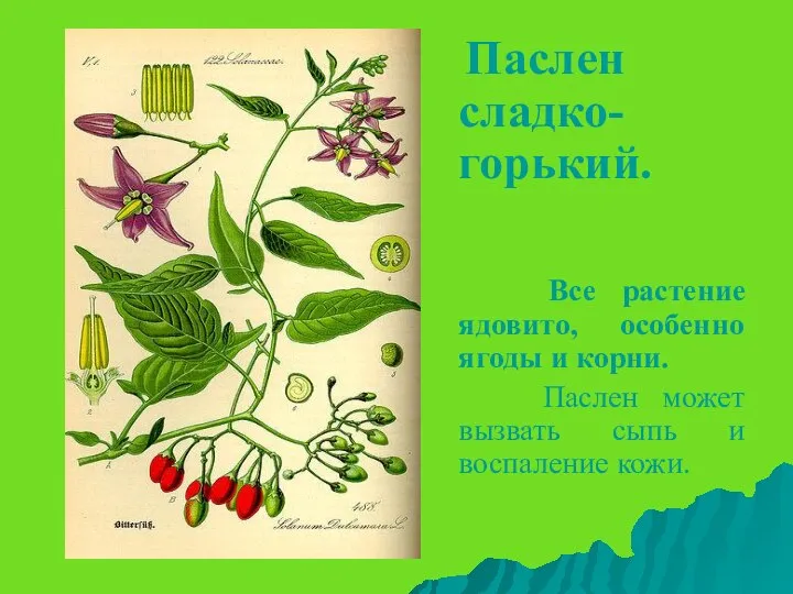 Паслен сладко-горький. Все растение ядовито, особенно ягоды и корни. Паслен может вызвать сыпь и воспаление кожи.