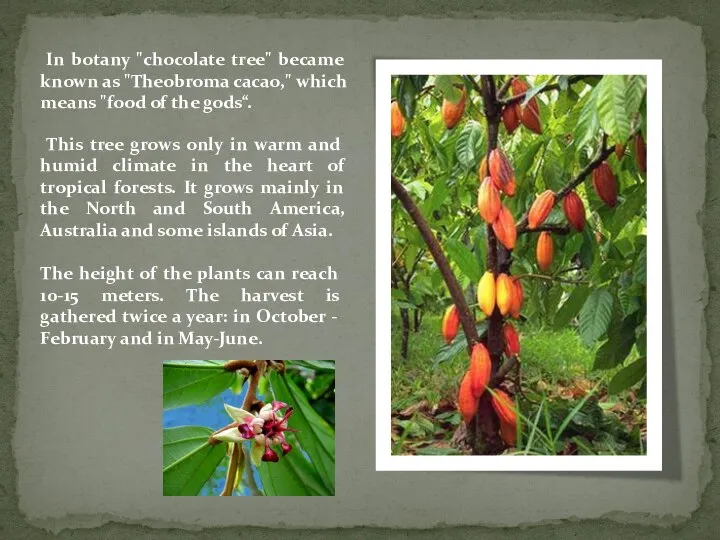 In botany "chocolate tree" became known as "Theobroma cacao," which means