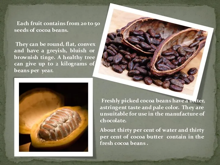 Each fruit contains from 20 to 50 seeds of cocoa beans.