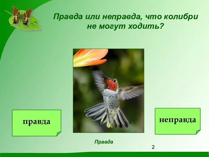 Правда или неправда, что колибри не могут ходить? Правда неправда правда