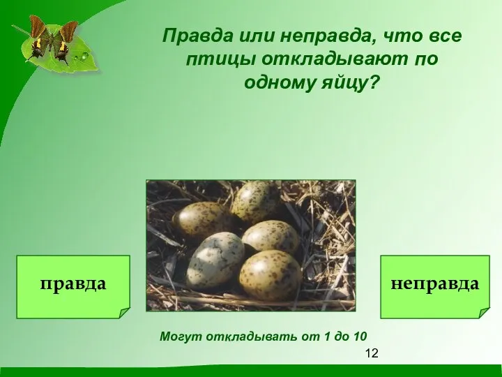 Правда или неправда, что все птицы откладывают по одному яйцу? Могут