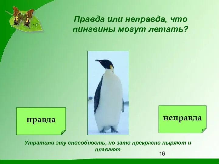 Правда или неправда, что пингвины могут летать? Утратили эту способность, но