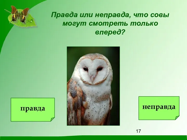 Правда или неправда, что совы могут смотреть только вперед? правда неправда