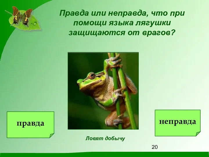 Правда или неправда, что при помощи языка лягушки защищаются от врагов? Ловят добычу правда неправда