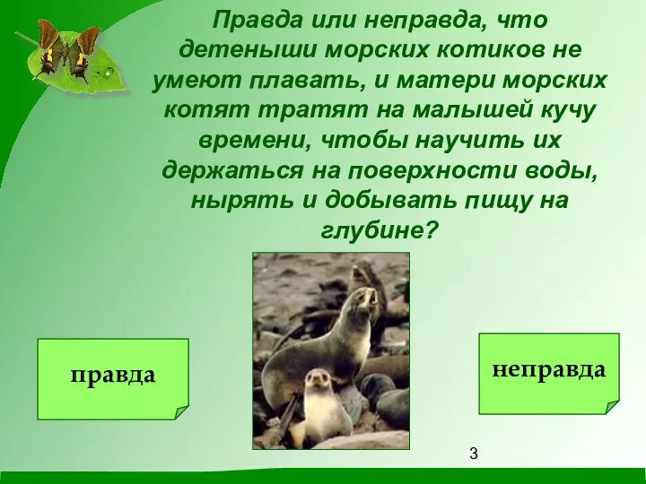 Правда или неправда, что детеныши морских котиков не умеют плавать, и