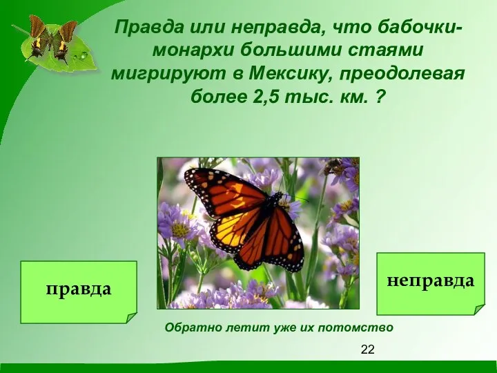 Правда или неправда, что бабочки-монархи большими стаями мигрируют в Мексику, преодолевая