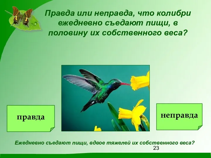 Правда или неправда, что колибри ежедневно съедают пищи, в половину их