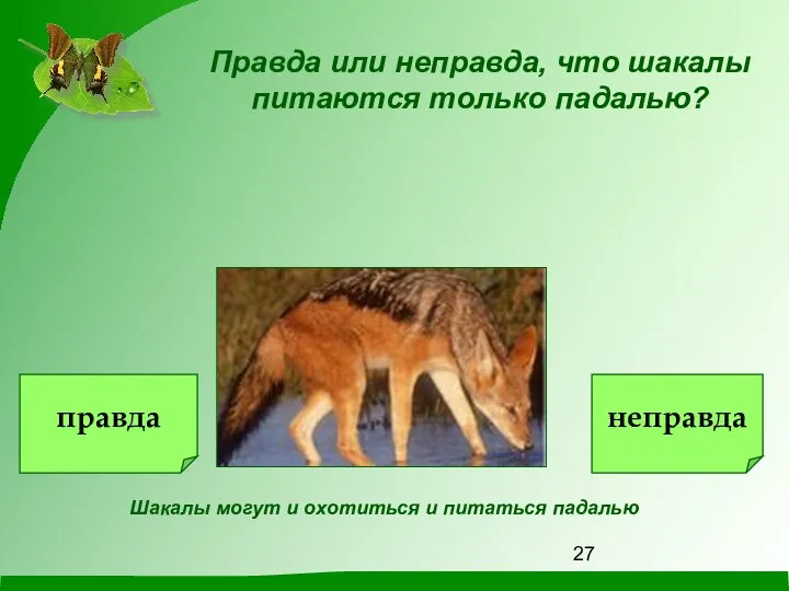 Шакалы могут и охотиться и питаться падалью Правда или неправда, что