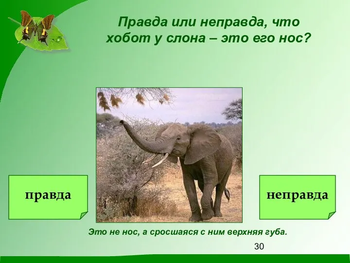Правда или неправда, что хобот у слона – это его нос?