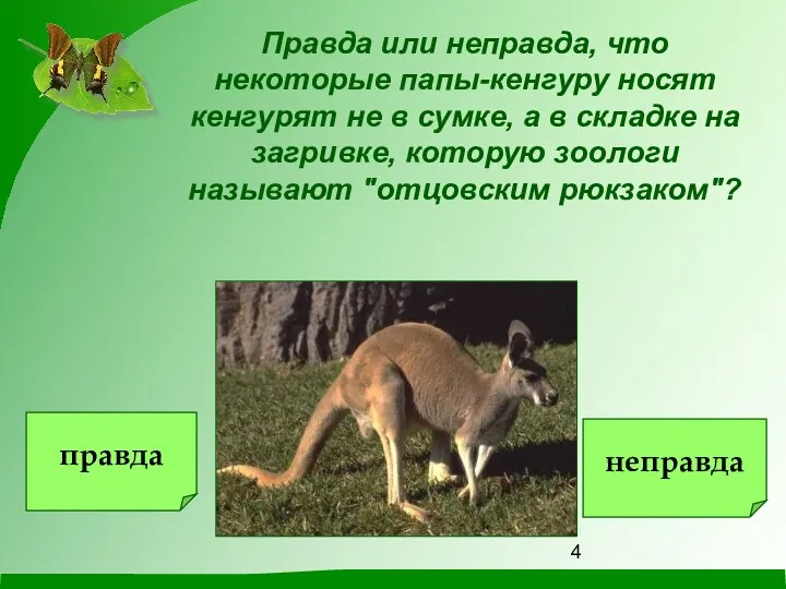 Правда или неправда, что некоторые папы-кенгуру носят кенгурят не в сумке,