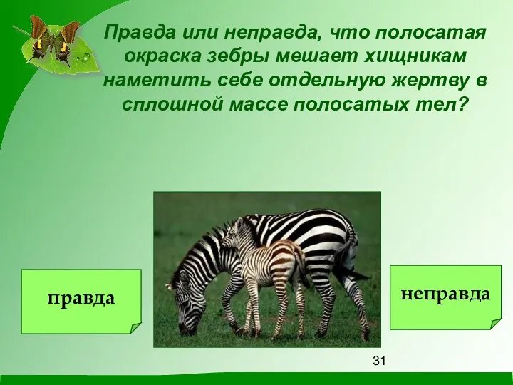 Правда или неправда, что полосатая окраска зебры мешает хищникам наметить себе