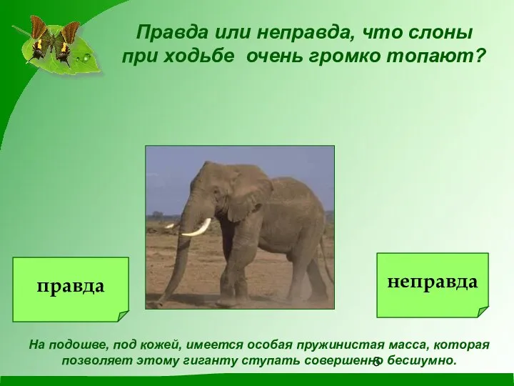 Правда или неправда, что слоны при ходьбе очень громко топают? На