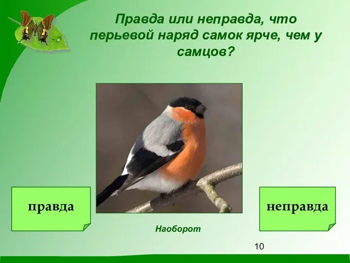 Правда или неправда, что перьевой наряд самок ярче, чем у самцов? Наоборот правда неправда