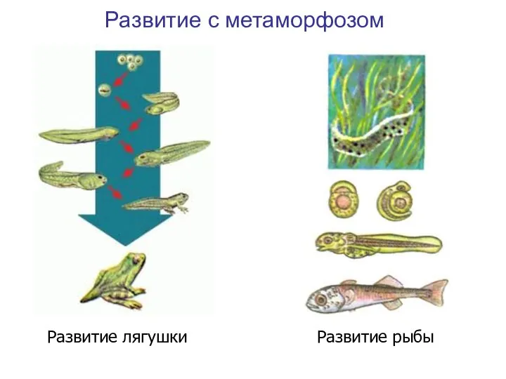 Развитие лягушки Развитие рыбы Развитие с метаморфозом