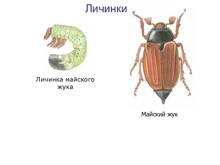 Личинки Личинка майского жука Майский жук