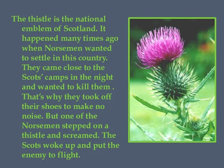 The thistle is the national emblem of Scotland. It happened many