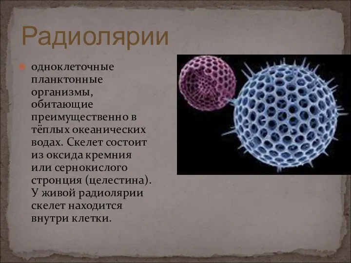 одноклеточные планктонные организмы, обитающие преимущественно в тёплых океанических водах. Скелет состоит