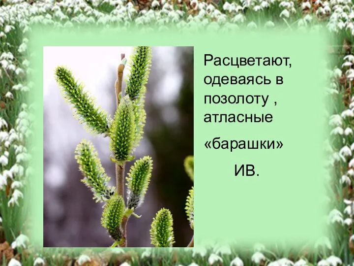 Расцветают, одеваясь в позолоту , атласные «барашки» ИВ.