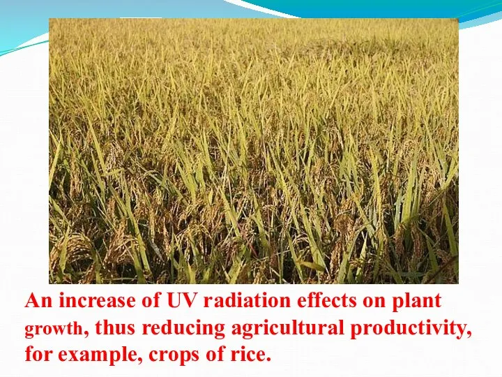 An increase of UV radiation effects on plant growth, thus reducing