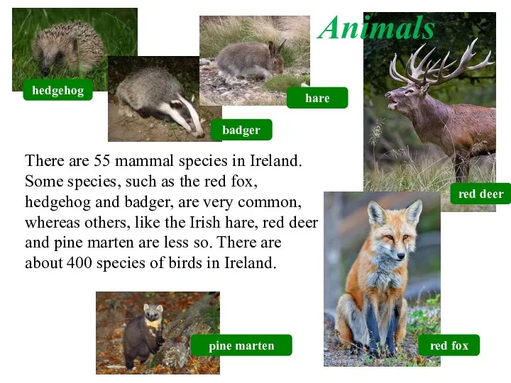 There are 55 mammal species in Ireland. Some species, such as