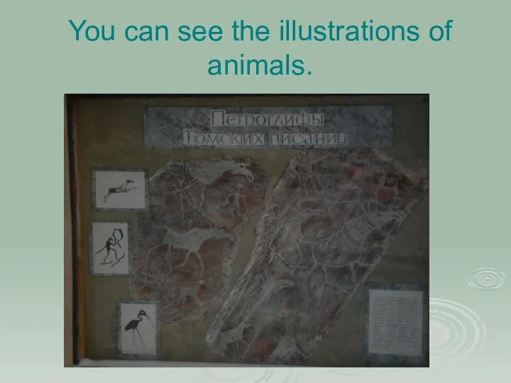 You can see the illustrations of animals.