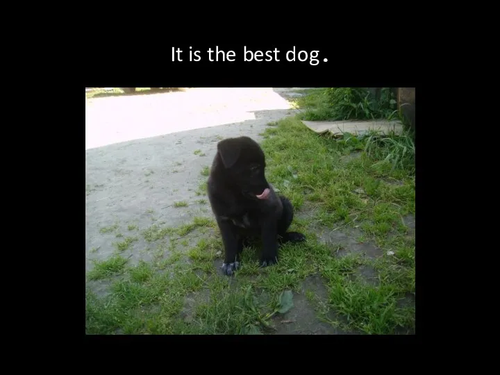 It is the best dog .