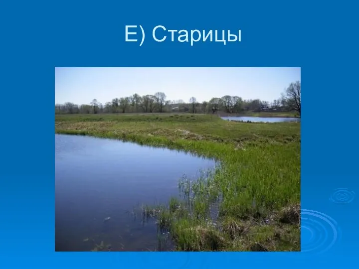 Е) Старицы