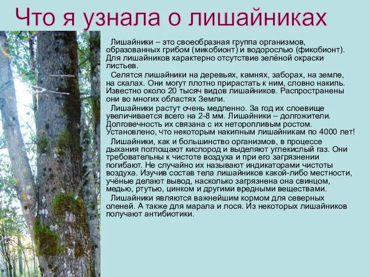 Лишайники – это своеобразная группа организмов, образованных грибом (микобионт) и водорослью