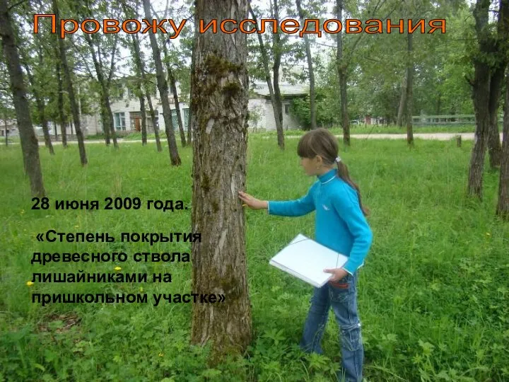 Провожу исследования 28 июня 2009 года. «Степень покрытия древесного ствола лишайниками на пришкольном участке»