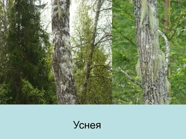 Уснея