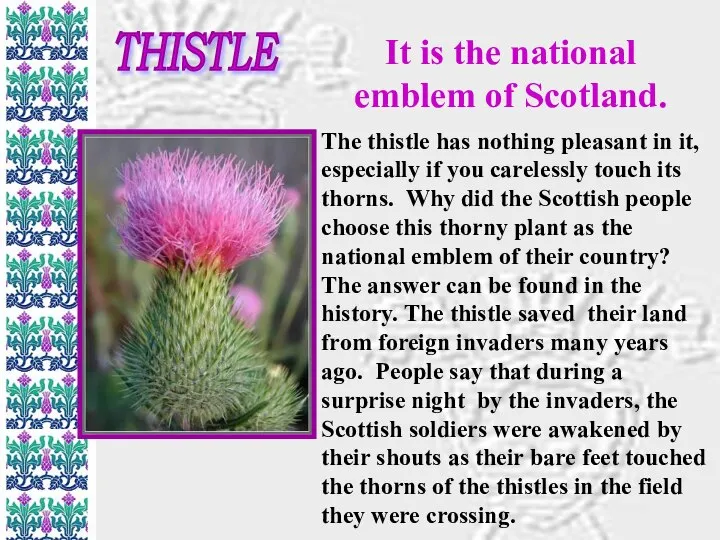 THISTLE It is the national emblem of Scotland. The thistle has