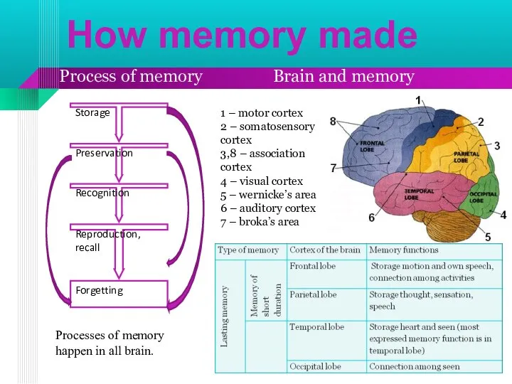 How memory made Storage Preservation Recognition Reproduction, recall Forgetting Process of