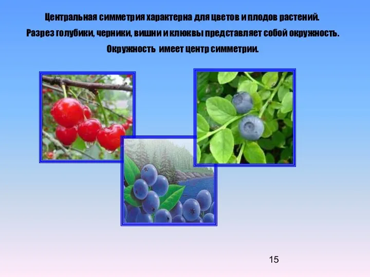Центральная симметрия характерна для цветов и плодов растений. Разрез голубики, черники,