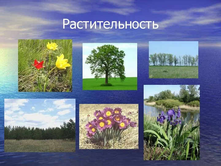 Растительность