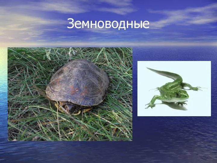 Земноводные