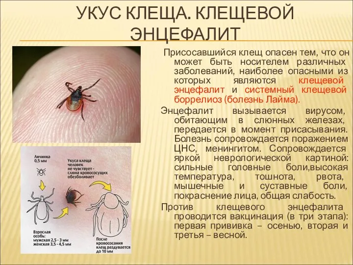 Присосавшийся клещ опасен тем, что он может быть носителем различных заболеваний,