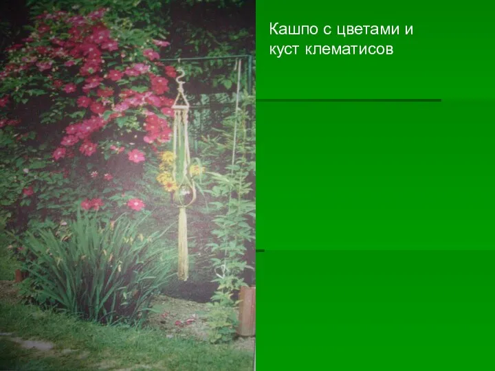 Кашпо с цветами и куст клематисов