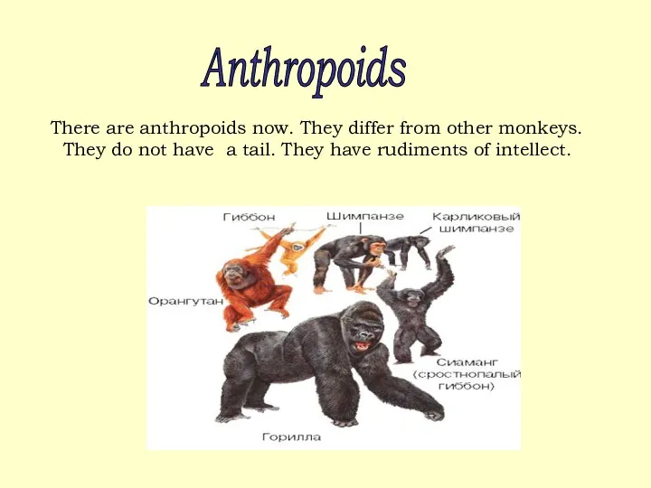 There are anthropoids now. They differ from other monkeys. They do