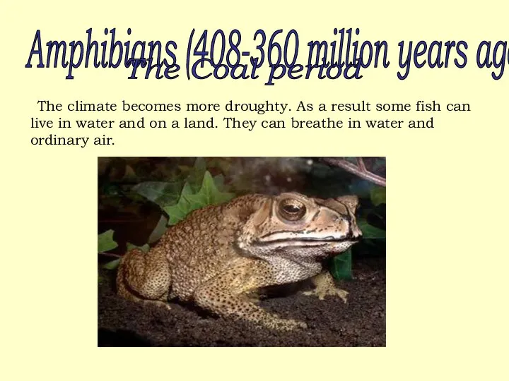 Amphibians (408-360 million years ago ...). The Coal period The climate